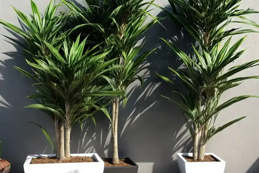 Dracaena elegance (dracaena elegance) — photo 3