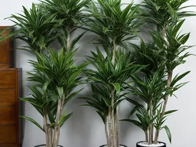 Dracaena Elegance (Dracaena Elegance)