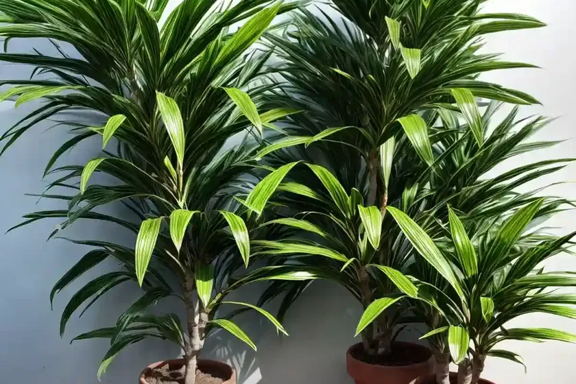 Dracaena fragrans cintho (dracaena fragrans) — photo 2