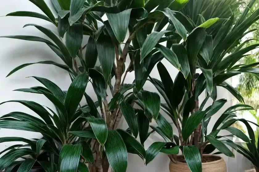 Dracaena fragrans cintho (dracaena fragrans) — photo 3