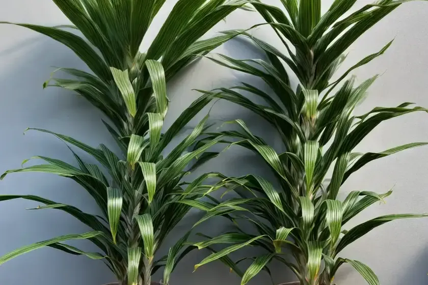 Dracaena fragrans ‘massangeana’ (corn plant) — photo 2
