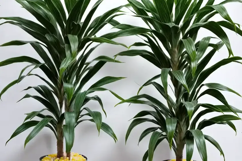 Dracaena fragrans ‘massangeana’ (corn plant) — photo 3