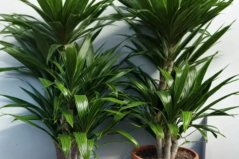 Dracaena godseffiana (dracaena surculosa) — photo 2