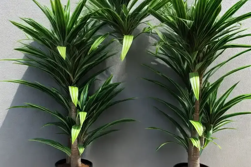 Dracaena godseffiana (dracaena surculosa) — photo 3