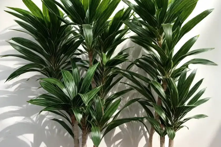Dracaena golden heart (dracaena fragrans ‘golden heart’) — photo 2