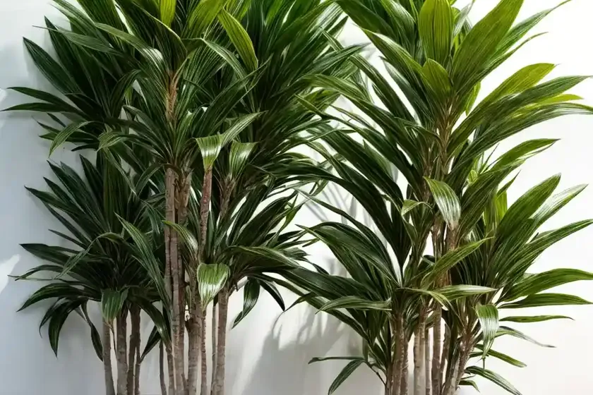 Dracaena golden heart (dracaena fragrans ‘golden heart’) — photo 3