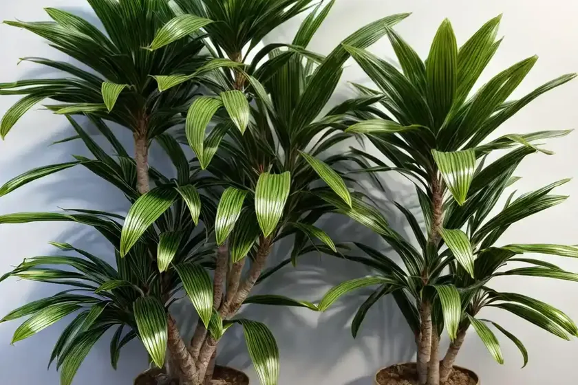 Dracaena golden heart (dracaena fragrans ‘golden heart’)