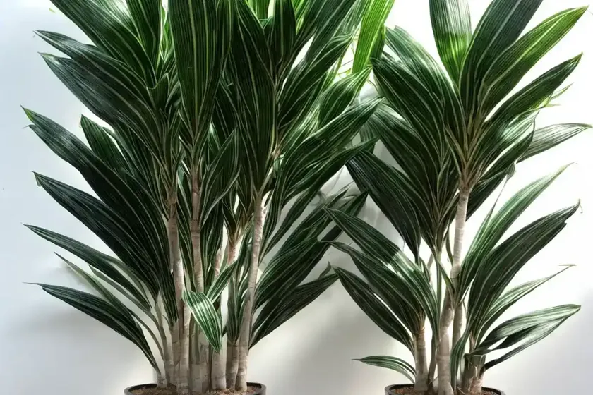 Dracaena green stripe compacta (dracaena fragrans compacta ‘green stripe’) — photo 2
