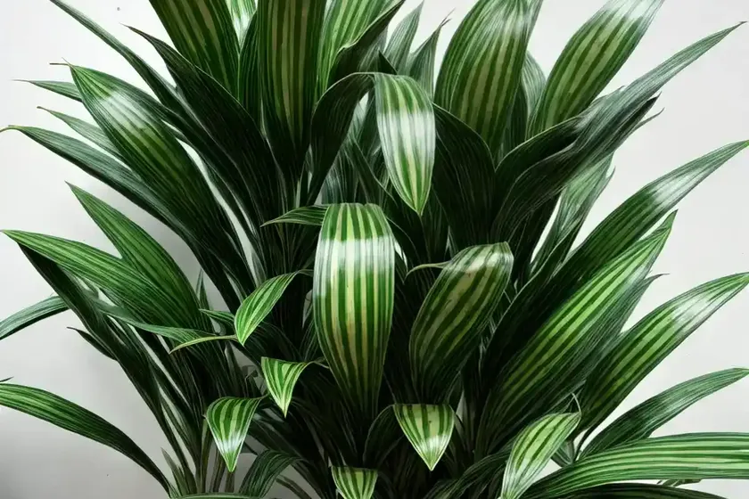 Dracaena green stripe compacta (dracaena fragrans compacta ‘green stripe’) — photo 3