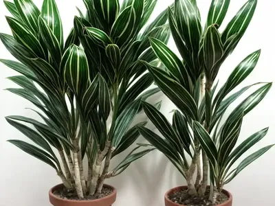 Dracaena Green Stripe Compacta (Dracaena Fragrans Compacta ‘green Stripe’)