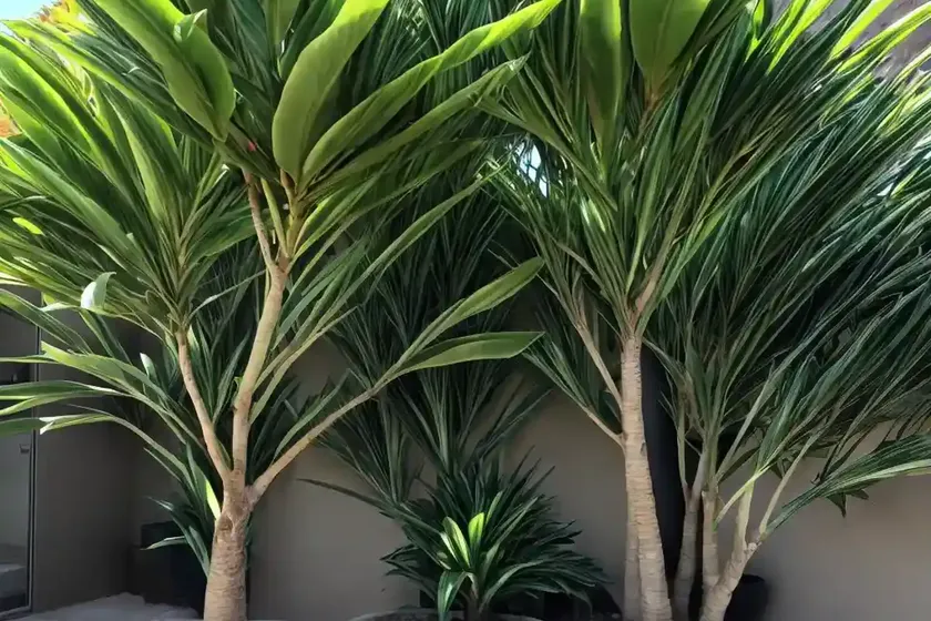 Dracaena kiwi cutback (dracaena marginata ‘kiwi’) — photo 2
