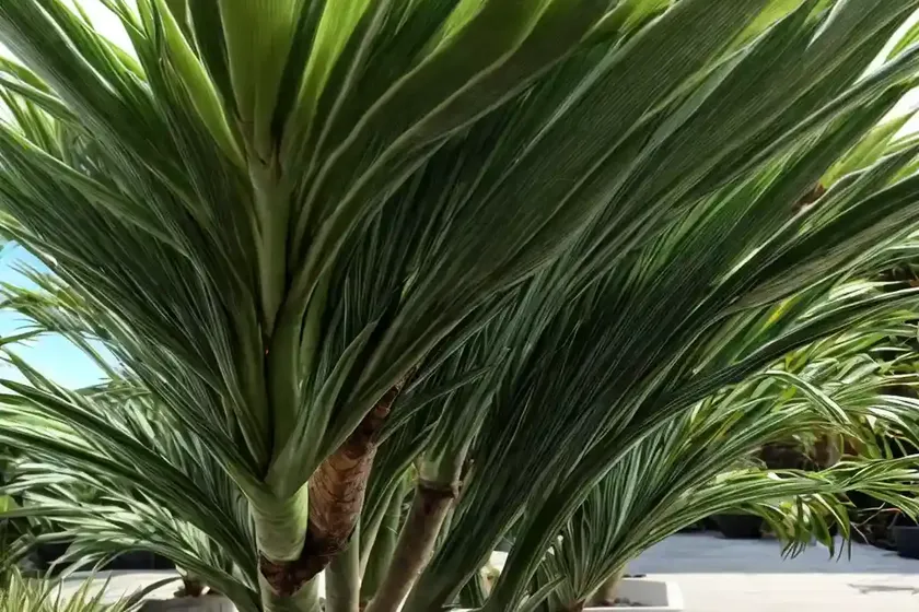 Dracaena kiwi cutback (dracaena marginata ‘kiwi’)