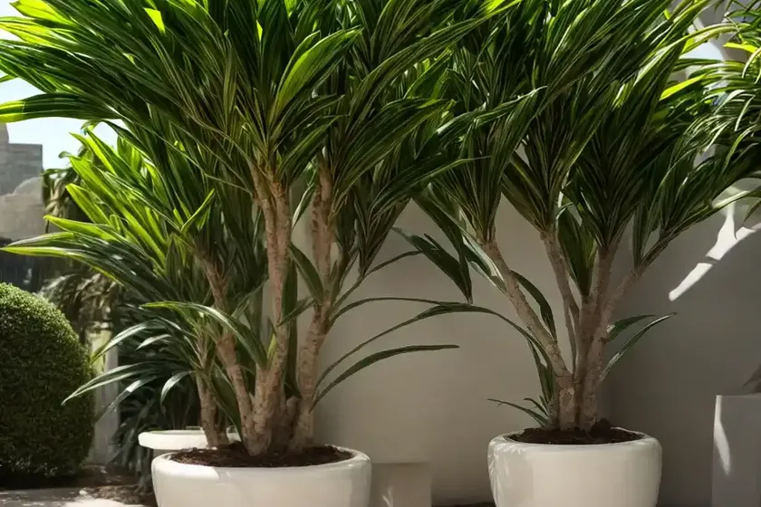 Dracaena lemon lime (dracaena fragrans ‘lemon lime’) — photo 2