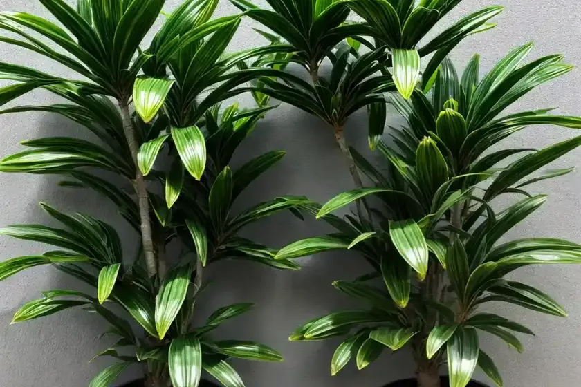 Dracaena lemon lime (dracaena fragrans ‘lemon lime’) — photo 3