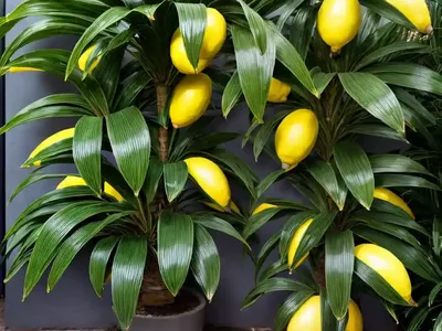 Dracaena Lemon Lime (Dracaena Fragrans ‘lemon Lime’)