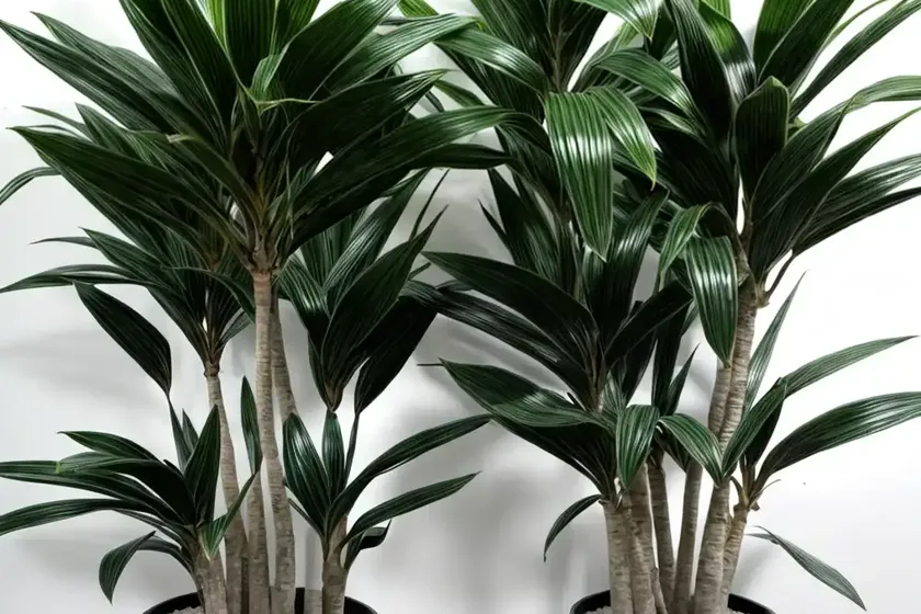 Dracaena limelight (limelight’ dracaena) — photo 2