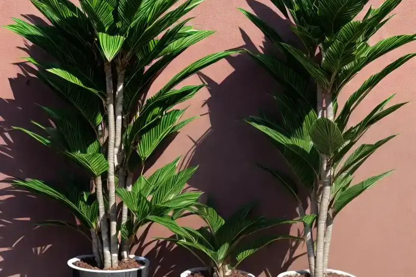 Dracaena limelight (limelight’ dracaena) — photo 3