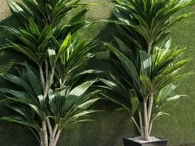 Dracaena Limelight (Limelight’ Dracaena)