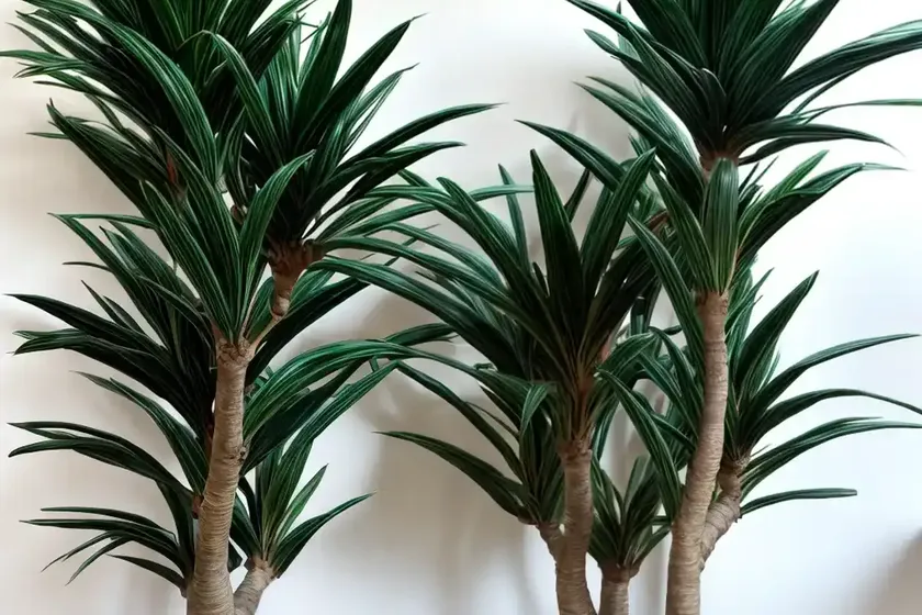 Dracaena marginata ‘tricolor’ (madagascar dragon tree) — photo 2