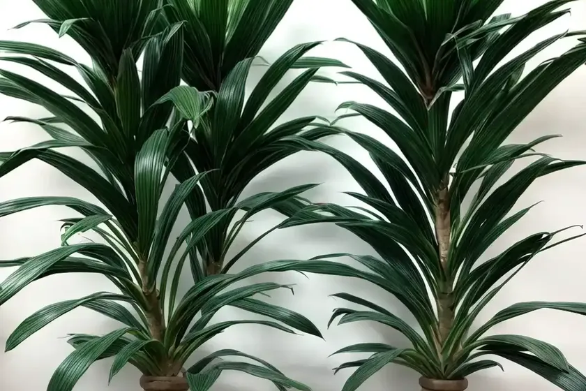 Dracaena marginata ‘tricolor’ (madagascar dragon tree) — photo 3