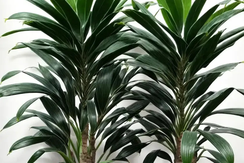 Dracaena paloma (dracaena fragrans ‘paloma’) — photo 2