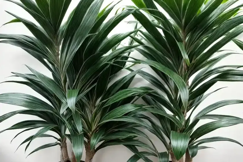 Dracaena paloma (dracaena fragrans ‘paloma’) — photo 3