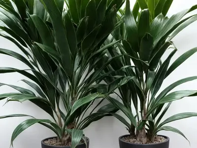Dracaena Paloma (Dracaena Fragrans ‘paloma’)
