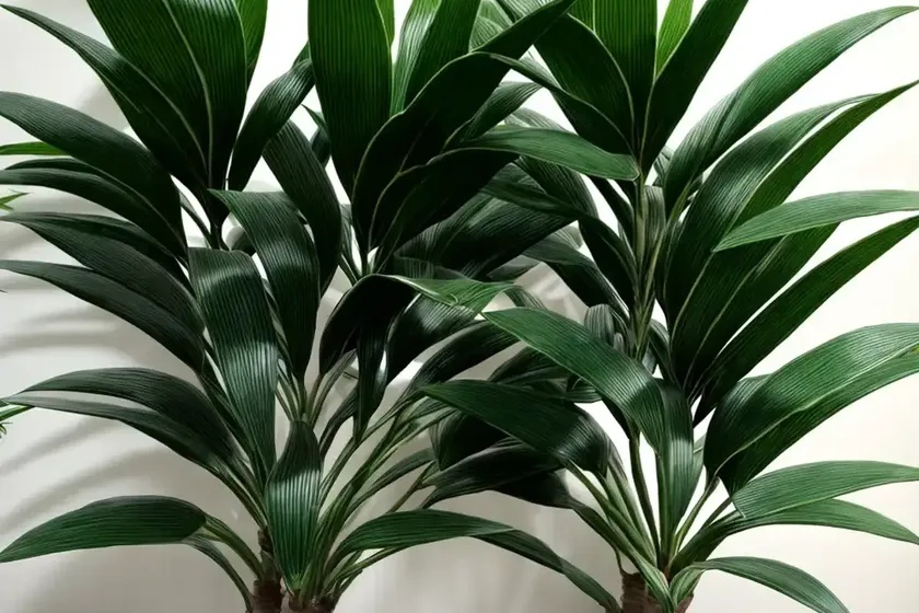 Dracaena ray of sunshine (dracaena marginata ‘ray of sunshine’) — photo 2