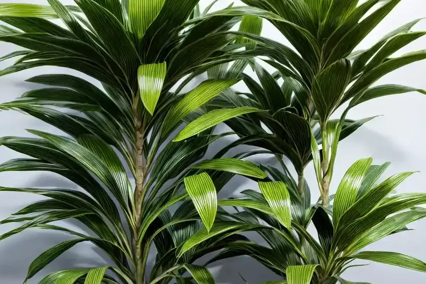 Dracaena ray of sunshine (dracaena marginata ‘ray of sunshine’) — photo 3