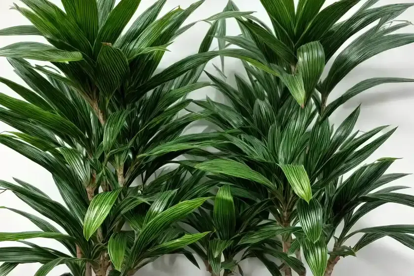 Dracaena reflexa ‘variegata’ (song of india) — photo 2