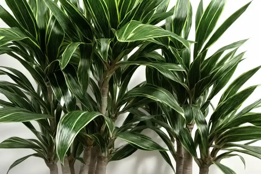 Dracaena reflexa ‘variegata’ (song of india) — photo 3