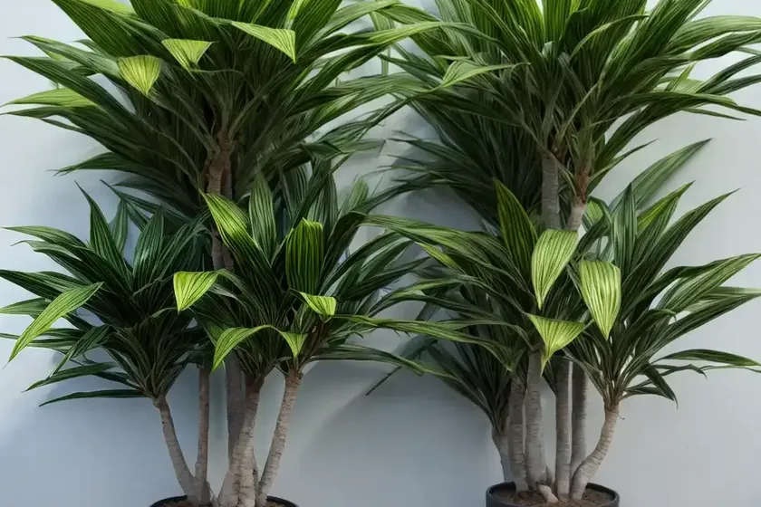 Dracaena reflexa ‘variegata’ (song of india)