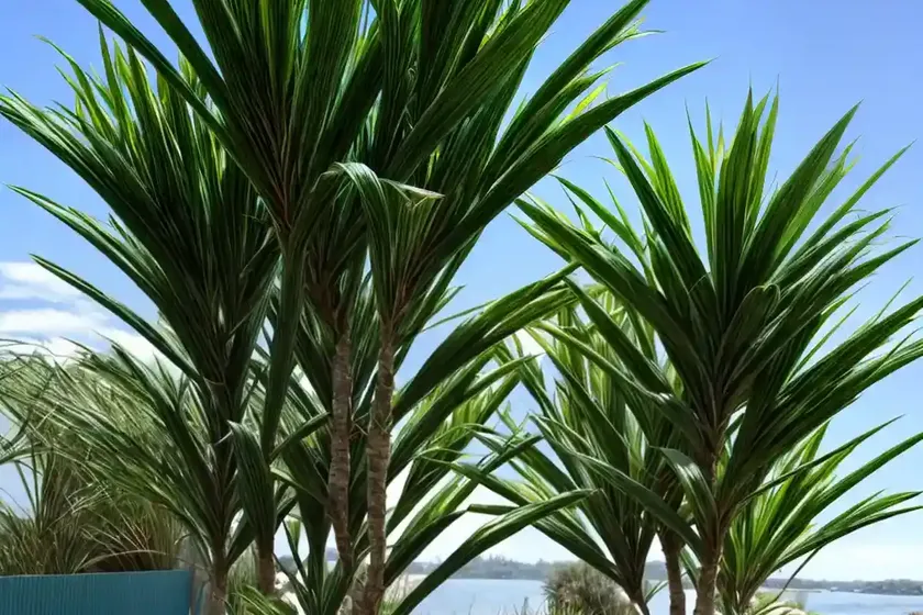 Dracaena spikes (dracaena australis) — photo 2