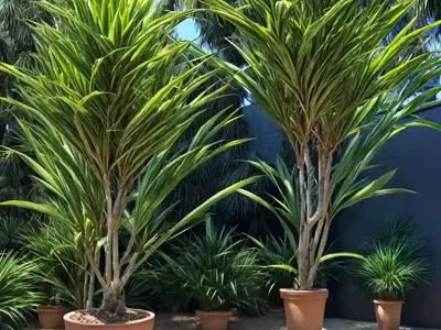 Dracaena Spikes (Dracaena Australis)