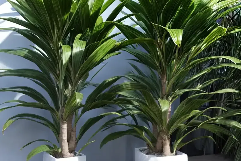 Dracaena white jewel (dracaena fragrans ‘white jewel’) — photo 2
