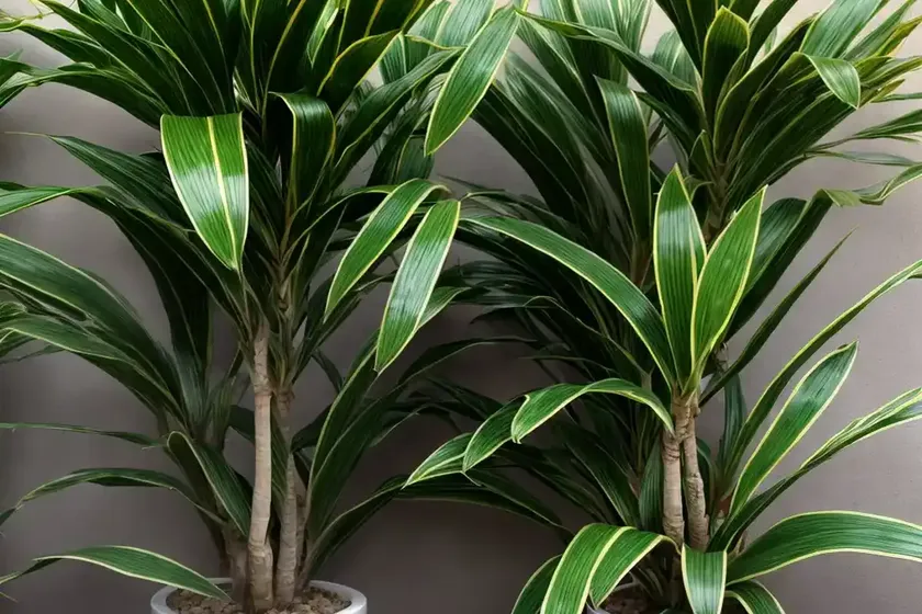 Dracaena white jewel (dracaena fragrans ‘white jewel’) — photo 3