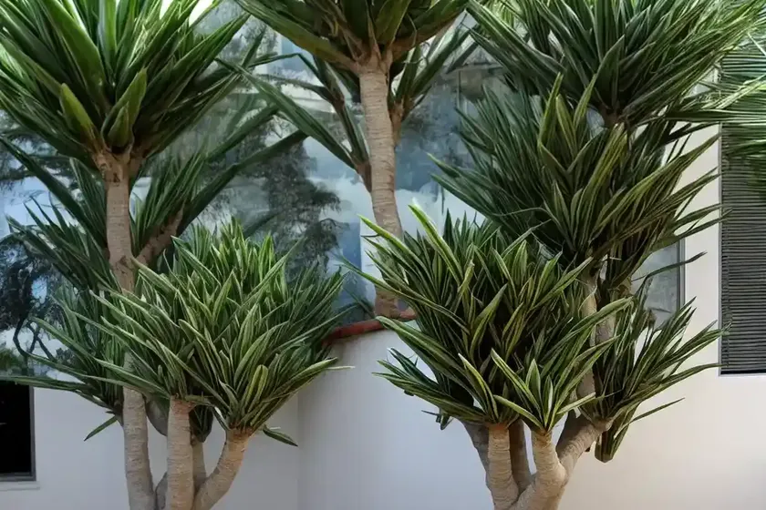 Dragon blood tree (dracaena draco) — photo 2