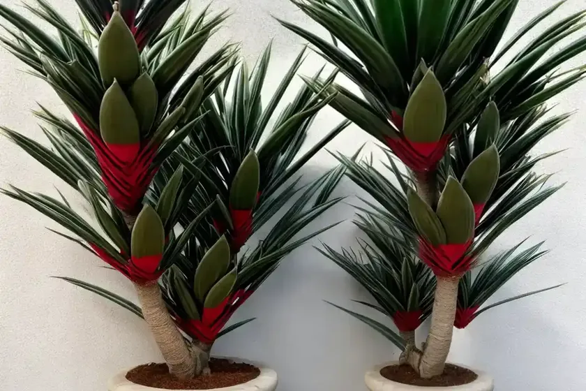 Dragon blood tree (dracaena draco) — photo 3