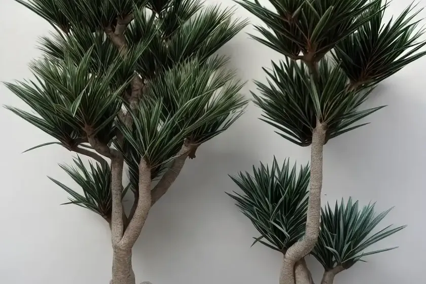 Dragon blood tree (dracaena draco)