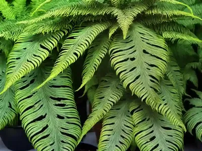 Dragon Scale Fern (Pyrrosia Piloselloides)