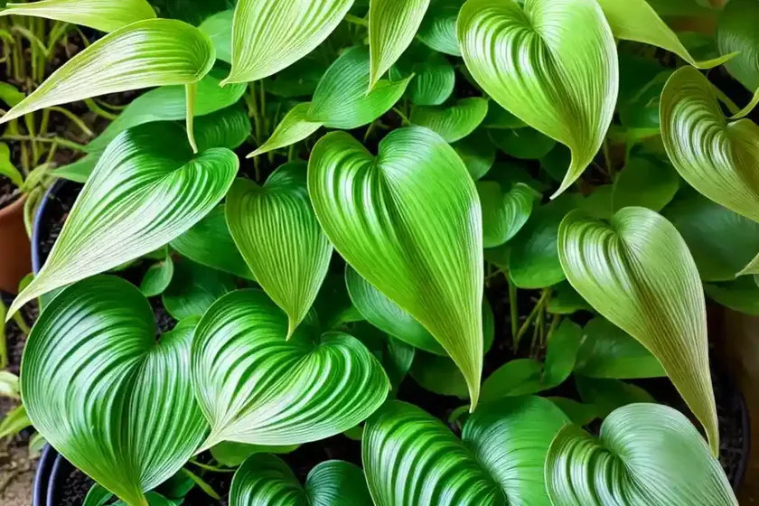 Dragon tail plant (epipremnum pinnatum)
