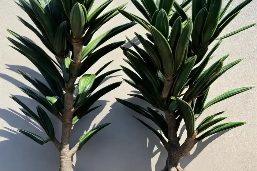 Dragon tree (dracaena marginata) — photo 2