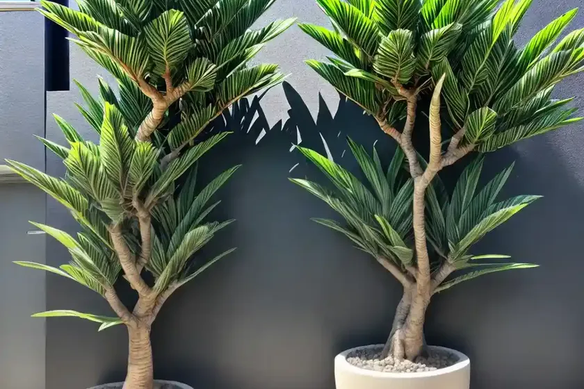 Dragon tree (dracaena marginata)