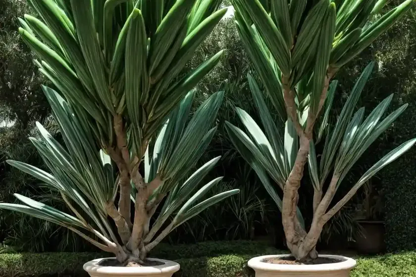Dragon tree ‘jade jewel’ (dracaena ‘jade jewel’) — photo 2