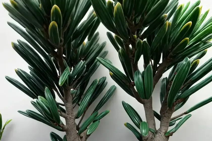 Dragon tree ‘jade jewel’ (dracaena ‘jade jewel’) — photo 3