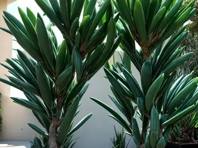 Dragon Tree ‘jade Jewel’ (Dracaena ‘jade Jewel’)