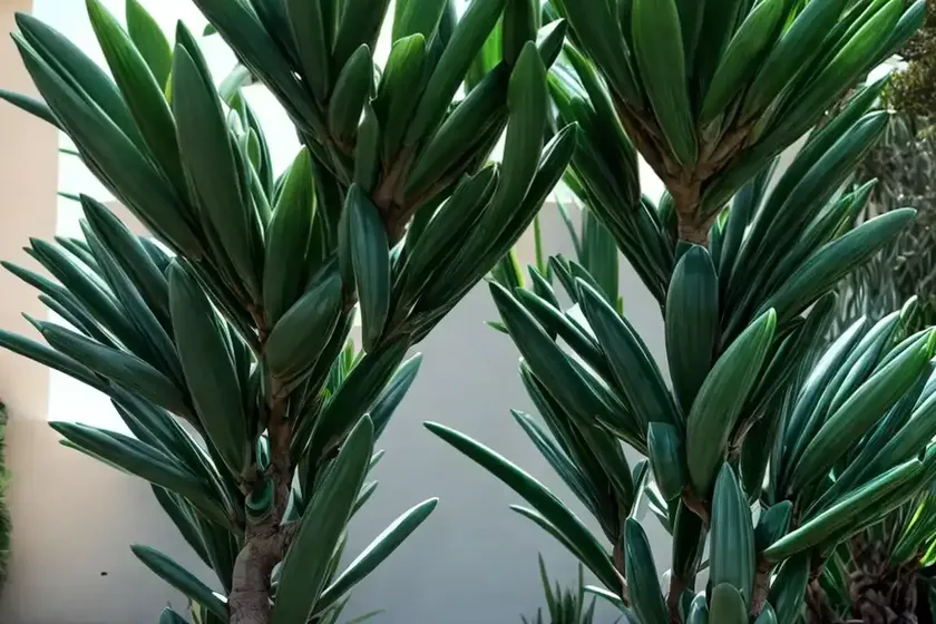 Dragon tree ‘jade jewel’ (dracaena ‘jade jewel’)