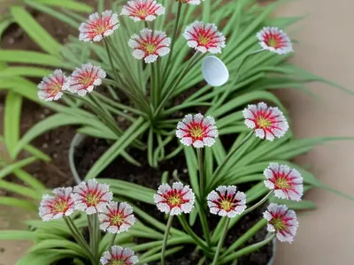 Drosera Spatulata (Drosera Spatulata)