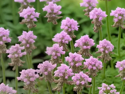 Drug Fumitory (Fumaria Officinalis)