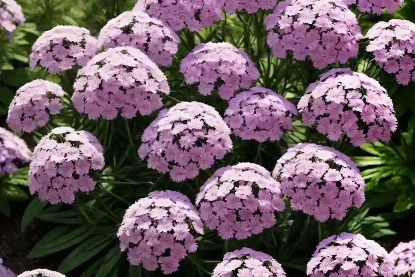 Drummond’s phlox (phlox drummondii) — photo 2